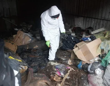 Miniatura: Błoto, odchody i martwe zwierzęta....