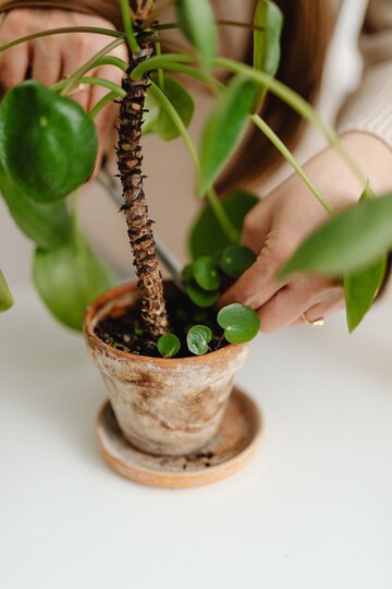 Pieniążek, Pilea peperomioides