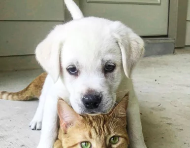 Miniatura: Tworzą niecodzienny i przedziwny duet. Kot...