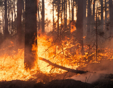 Miniatura: Pożary na Syberii. 15 osób nie żyje