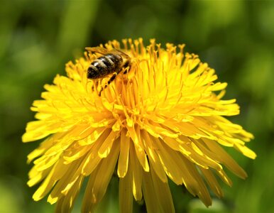 Chronimy pszczoły i inne zapylacze