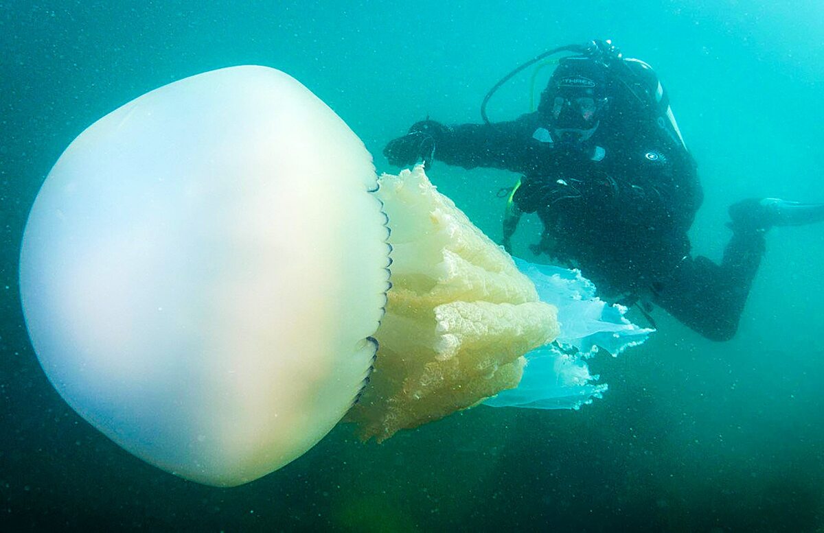 Michelle miała okazję zbliżyć się do meduzy podczas nurkowania 