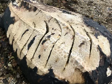 Żółw skórzasty znaleziony na plaży 