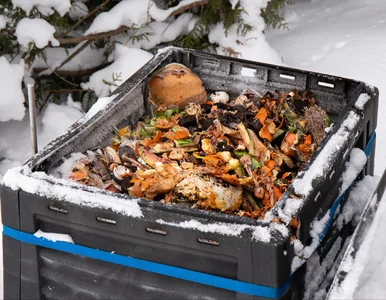 Miniatura: Wystarczy dodać to do kompostu zimą, by...