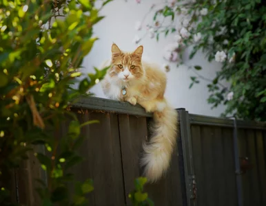 Miniatura: Dlaczego kot obserwuje ludzi z góry?...