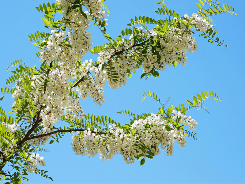 Rabinia akacjowa Robinia pseudoacacia