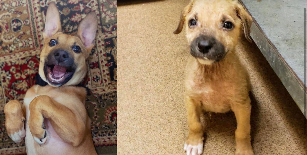 Po i przed adopcją 