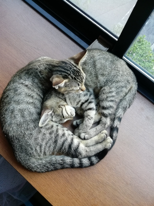 Przytulające się koty 