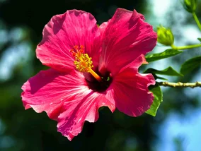 Miniatura: Mój hibiskus ma kwiaty duże jak talerze. W...