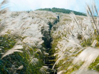 Miskant chiński &ndash; trawa, kt&oacute;ra tworzy gęstą przesłonę