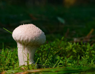 Miniatura: Trwa wyścig grzybiarzy. To czas...