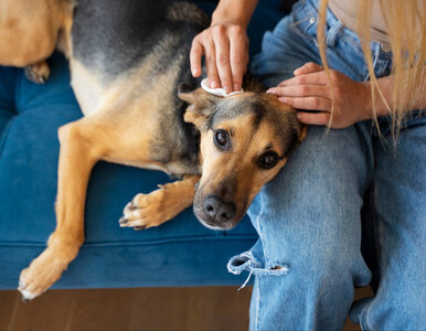 Miniatura: Pchły w domu? Ten trik pomoże Ci je...