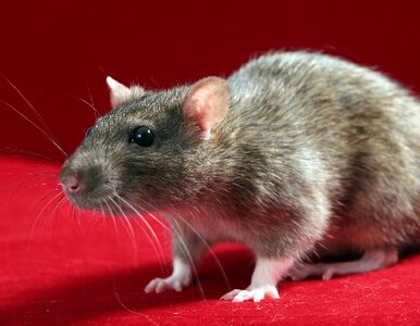 Miniatura: Szczury w przedszkolu, biegały po salach