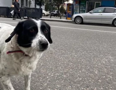 Miniatura: Dzieci go uwielbiają. Pies pomaga im...