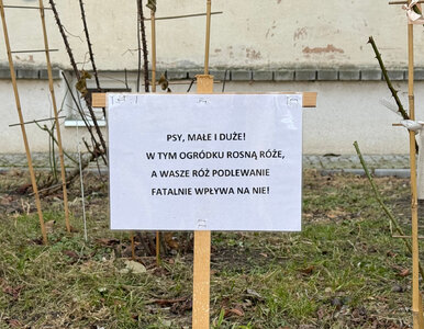 Miniatura: Psy „podlewają” ogród? Dlaczego to poważny...