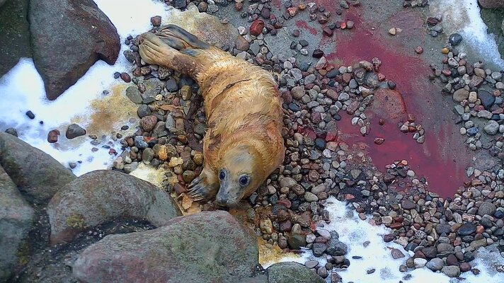 Miniatura: W fokarium na Helu urodziły się małe foczki