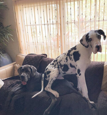 Miniatura: Niezwykła przyjaźń dwóch gigantycznych...