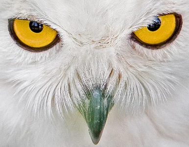 Miniatura: Przez Harry'ego Pottera maleje liczba sów