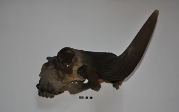 Archeologiczne znalezisko na terenie budowy warszawskiego metra 