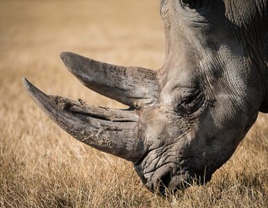Miniatura: Kenia. 10 zagrożonych czarnych nosorożców...