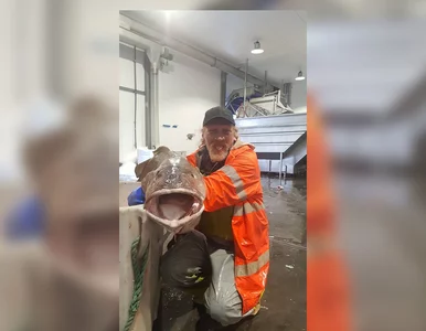 Miniatura: Złowiono największego dorsza na świecie....