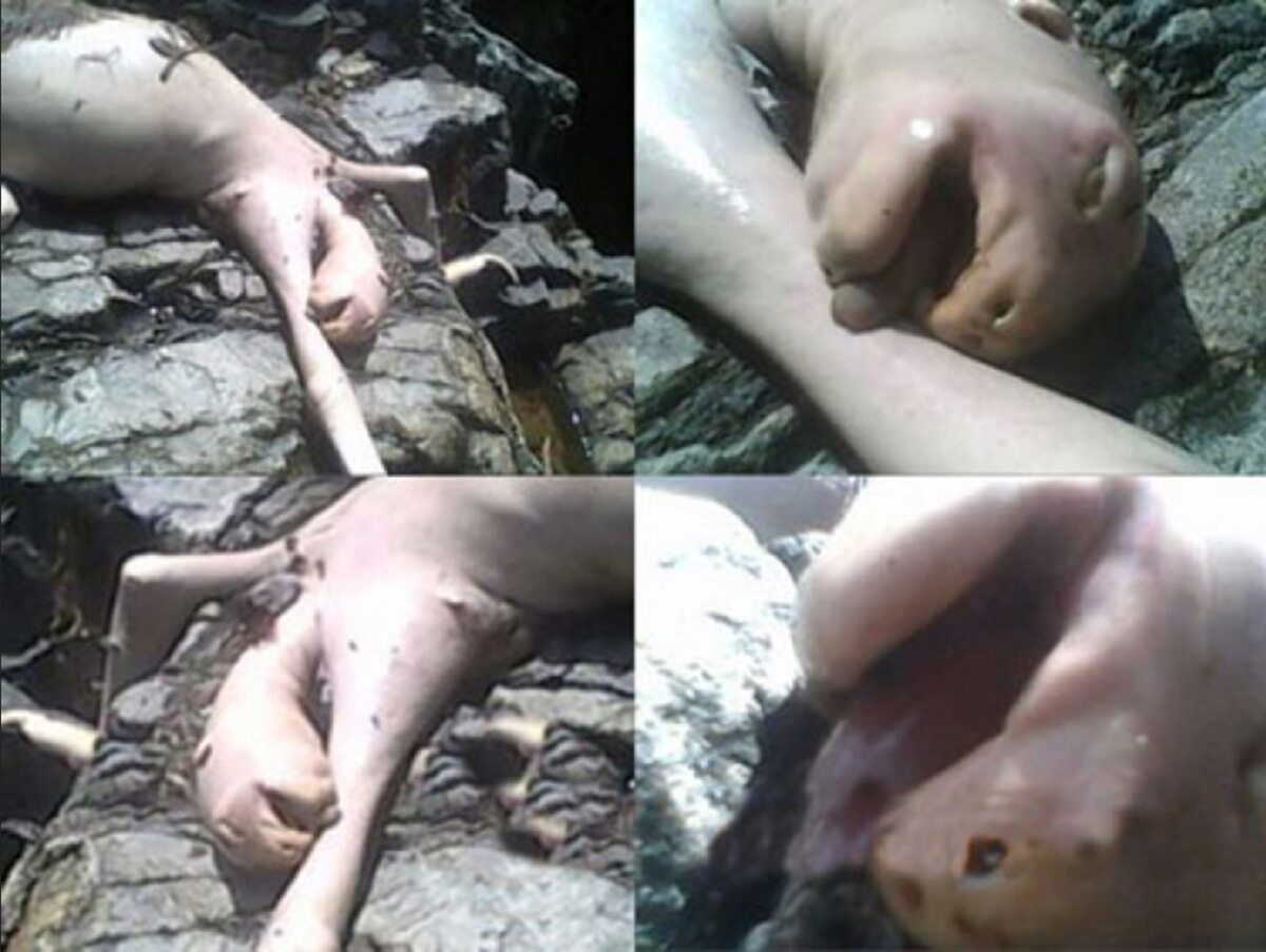 4. Gollum lub „gumowy E.T.” 17 września 2009 roku czterech nastolatków spędzających czas w Cerro Azul w Panamie sfotografowało coś, co opisywali jako „gumowy E.T”. Chłopcy przekazali, że dziwne stworzenie wybiegło z jaskini i zaczęli je gonić, rzucając w nie kamieniami, aż nie zabili potwora. Brytyjskie tabloidy od razu nazwały go „Gollum” od stworzenia z „Władcy Pierścieni”. 

Po tym, jak największe telewizje, jak CNN pokazały zdjęcia, okazało się, że opowieść nastolatków to kłamstwo, a „potwór” to prawdopodobnie rozkładające się zwłoki leniwca. Jako że zalewała je woda, zwłoki były opuchnięte i pozbawione futra.