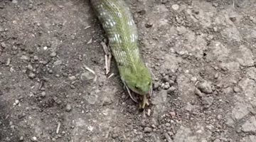 Wąż połyka i "wypluwa" żabę 