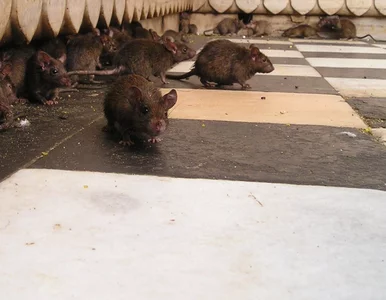 Miniatura: Plaga szczurów w Poznaniu. Do drzwi domu...