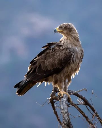 Autorem zdjęć jest Ossi Saarinen 