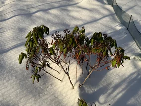 Miniatura: Zalej letnią wodą, odczekaj dobę...