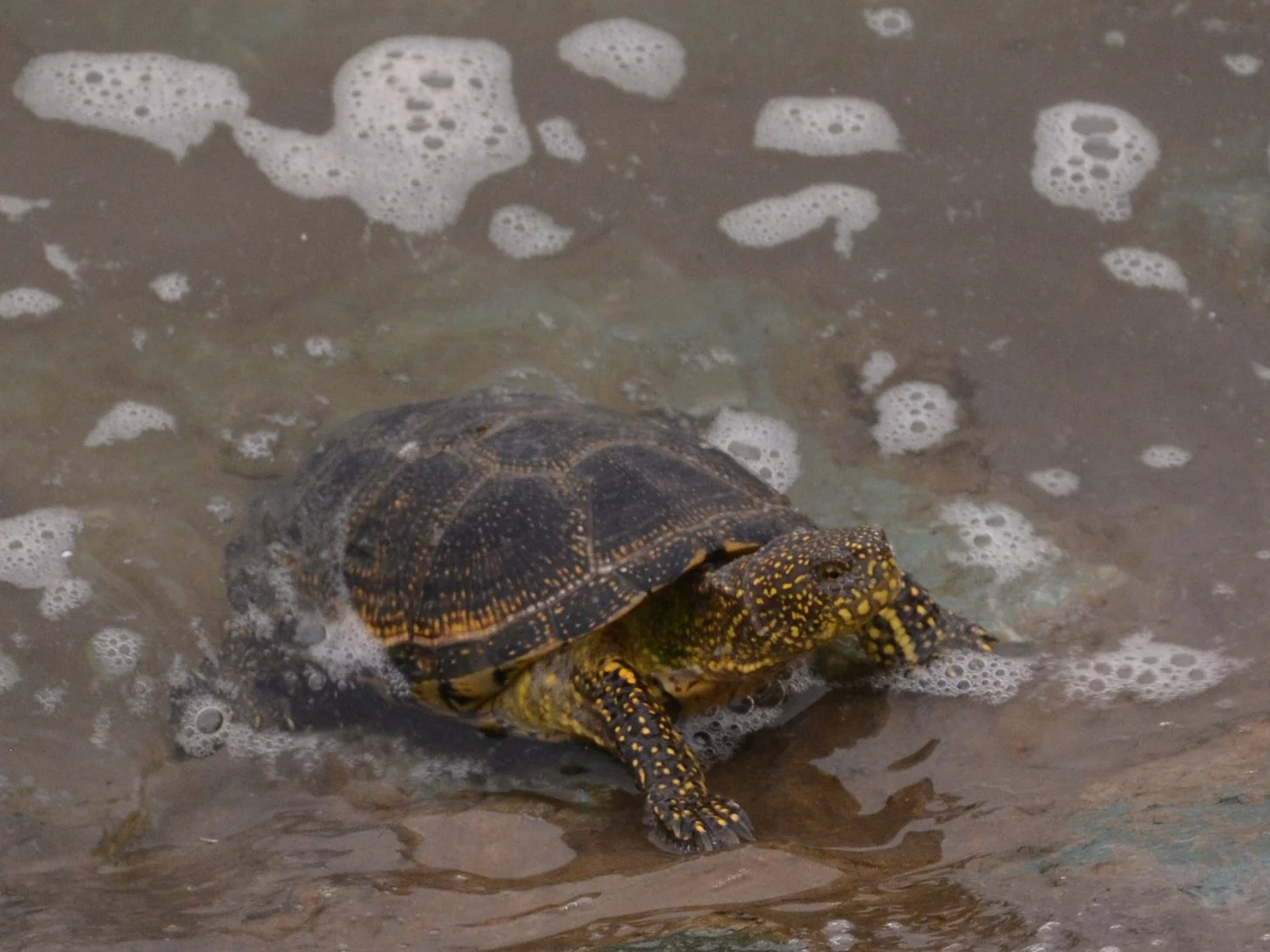 Przyrodniczy QUIZ o Polsce. Przekroczysz 6/10?