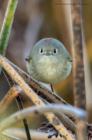 Finaliści konkursu Comedy Wildlife Photo Awards 2021 