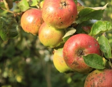 Miniatura: Unia wypromuje polskie jabłka