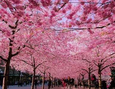 Miniatura: Tyle kwiatów w całym mieście! Każdy...