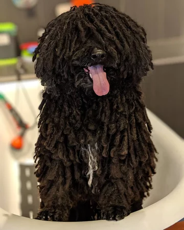 Napoleon, przedstawiciel rasy puli 