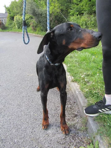 Pies, który trafił pod opiekę ISPCA 