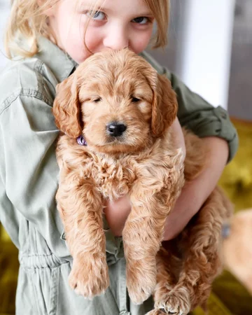 Psy rasy Golden Retriever 