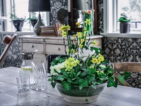 Miniatura: Polki zwariowały na punkcie tych kwiatów....