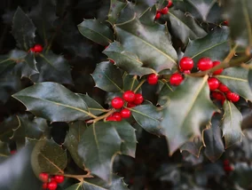 Miniatura: Rośnie nawet 100 lat. Popełnij jeden błąd,...