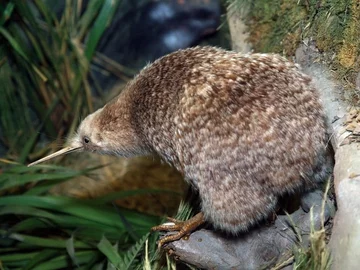 Kiwi, nielotny ptak, jest charakterystyczny dla jakiego kraju?
