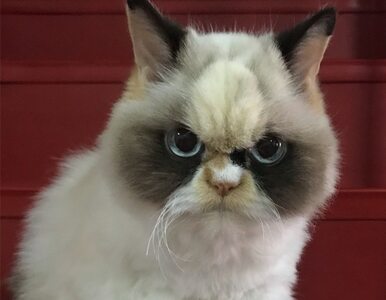 Miniatura: Grumpy Cat ma godnego następcę. Ten kot...