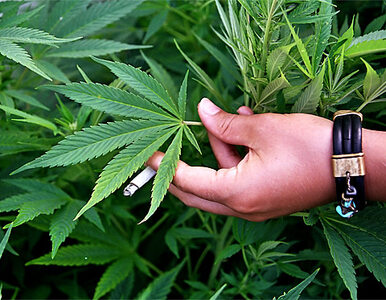 Miniatura: Gigantyczna plantacja marihuany zlikwidowana