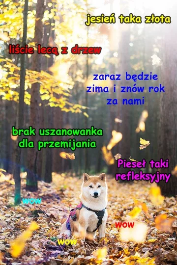 Mem z profilu "Pieseł" 