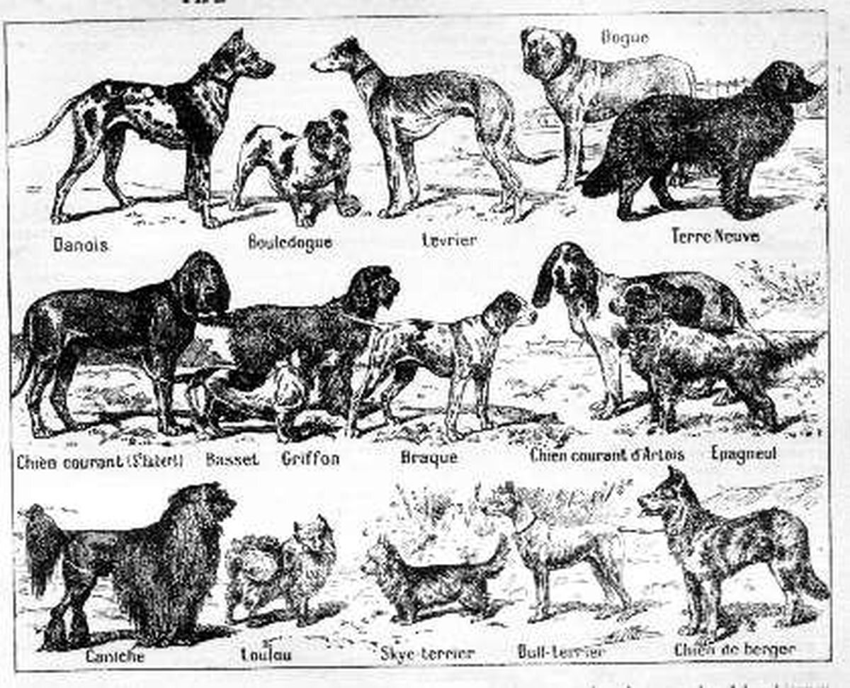 Rasy psa na francuskiej ilustracji z początku XX wieku 