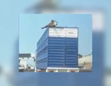 Miniatura: Ciekawska krowa wystawiła głowę z jadącej...