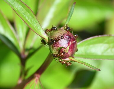 Miniatura: Mrówki mogą rozpoznać nowotwór u...