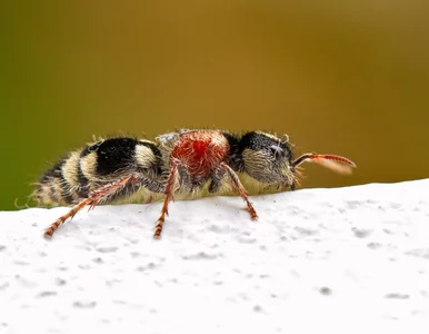 Miniatura: „Zabójca krów” w Polsce. Spotkanie z tym...