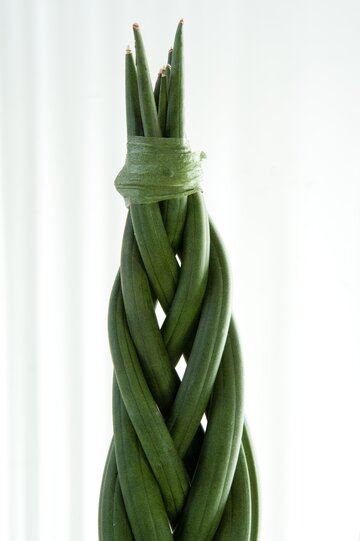 Sansevieria