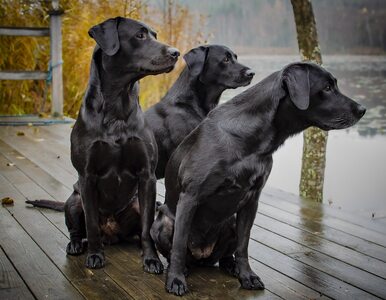 Miniatura: Przeprowadzają testy na labradorach....