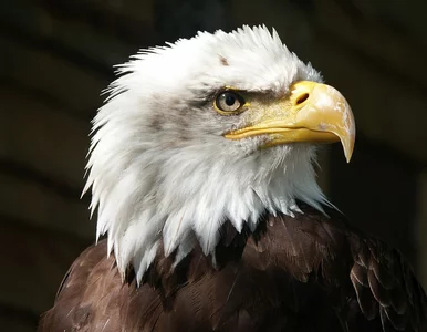 Miniatura: Jakiej płci są renifery św. Mikołaja i co...